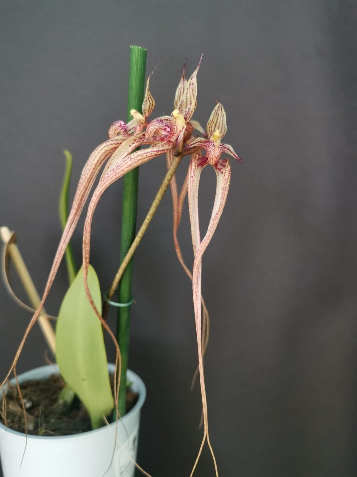 Bulbophyllum putidum - Image 6