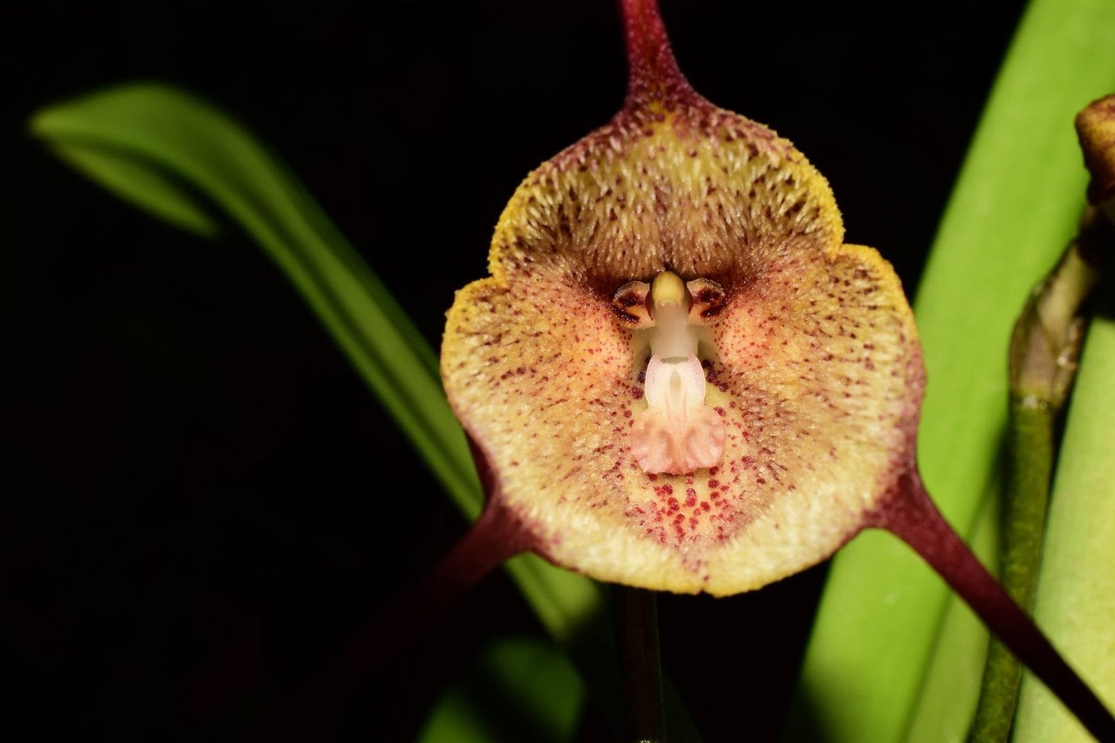 Dracula dalessandroi