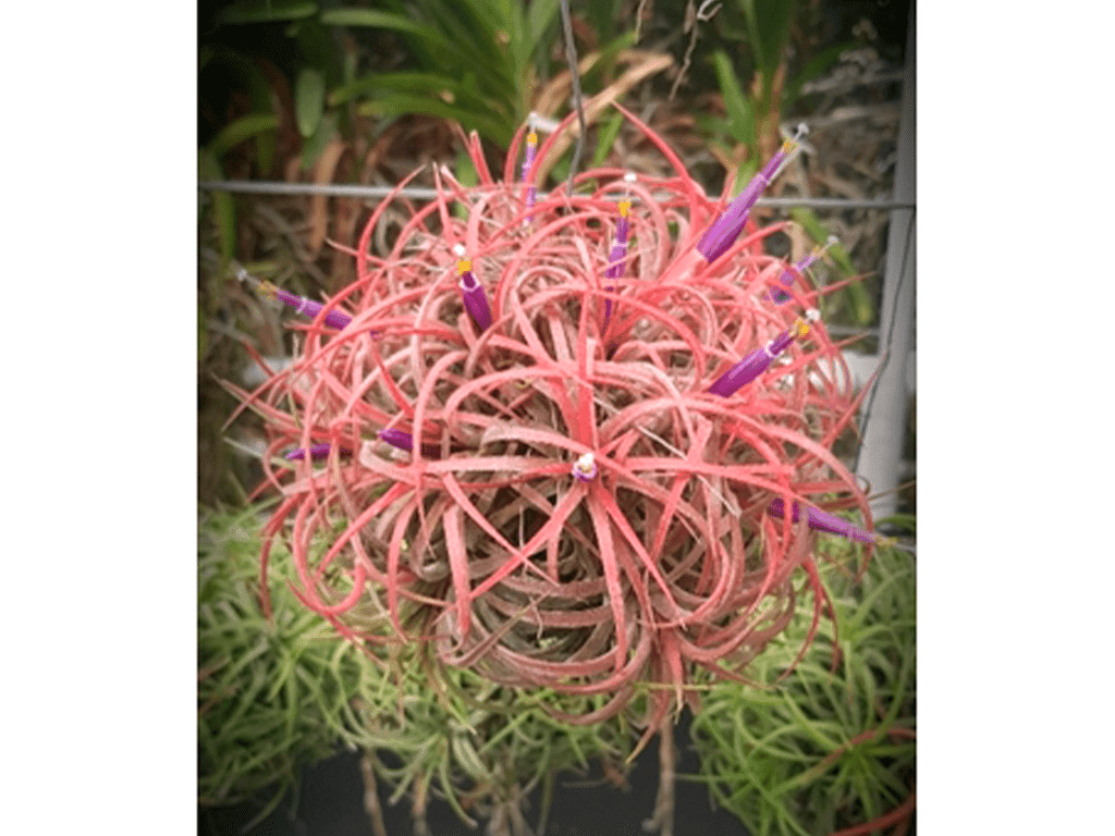 Tillandsia mix Cube 02
