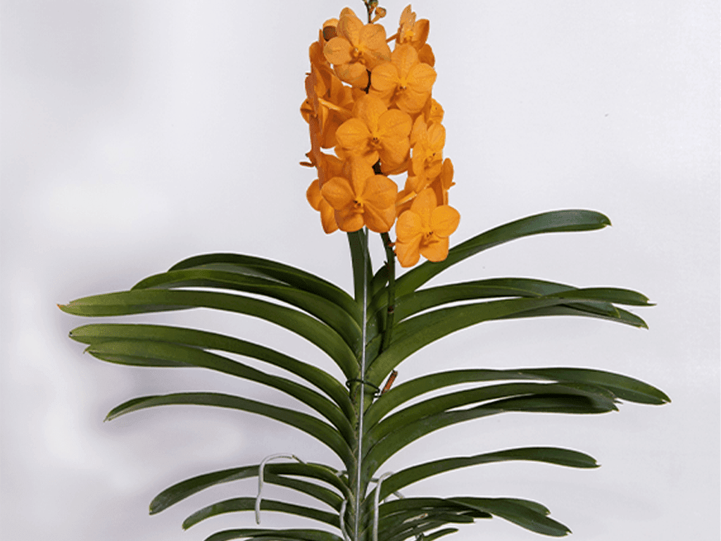 Vanda Natcha® Princess Orange - Image 2