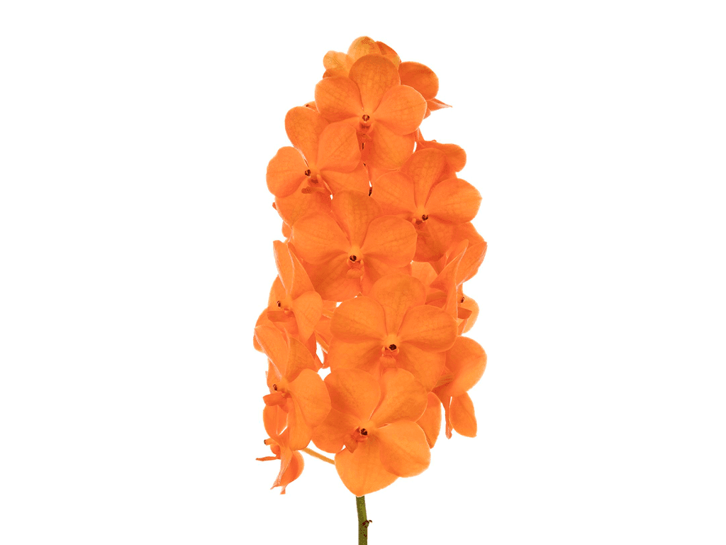 Vanda Natcha® Princess Orange vaso de barro