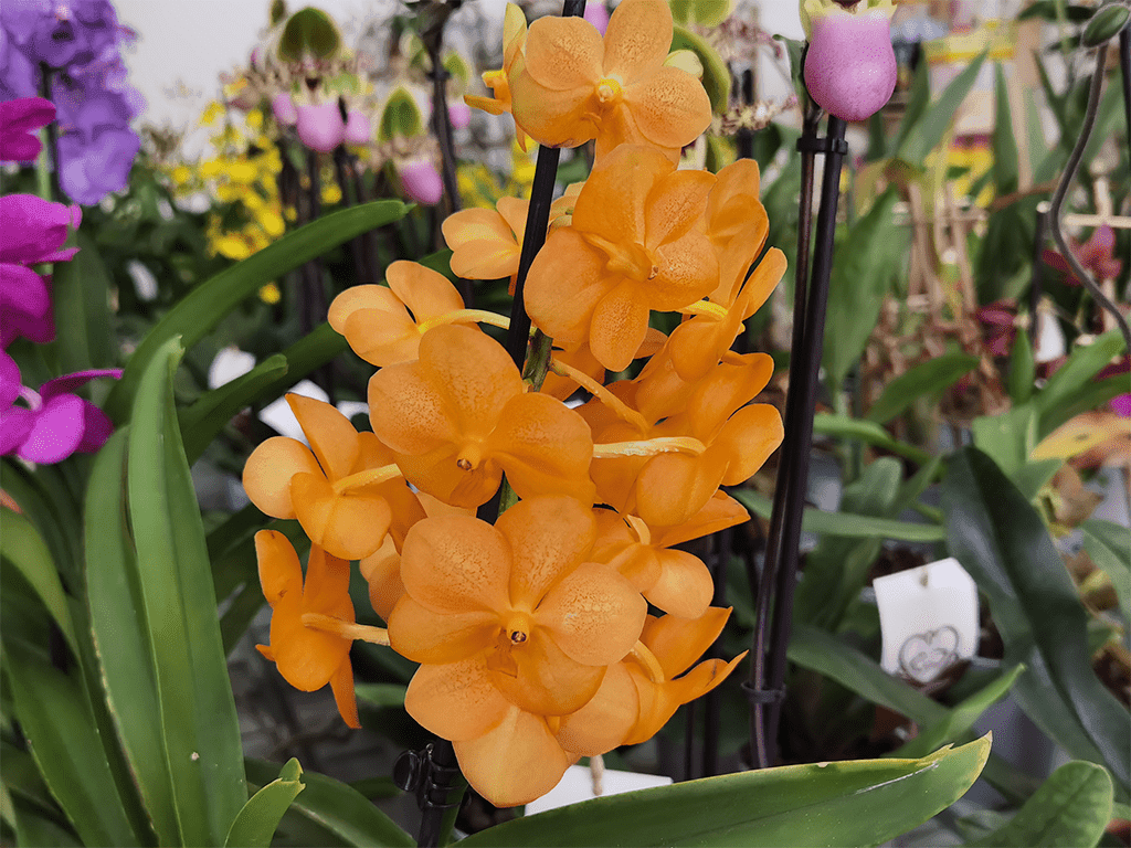 Vanda Natcha® Princess Orange