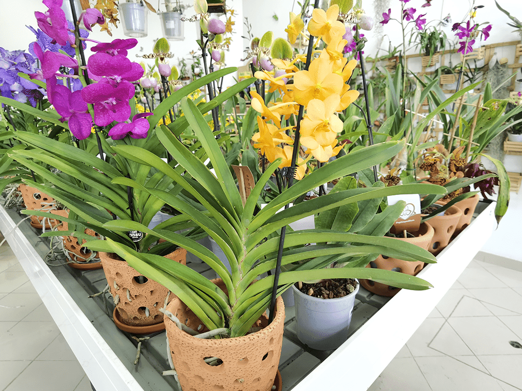 Vanda Natcha® Princess Orange vaso de barro - Image 2