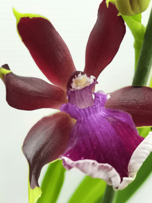 Zygopetalum Red Vale