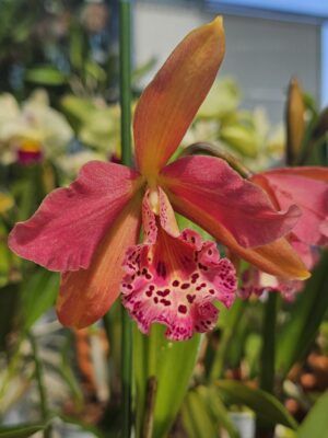 Brassocattleya Rustic Spots