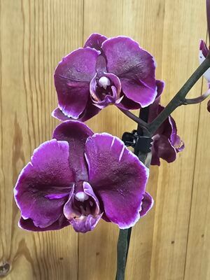Phalaenopsis Dutch Beauty