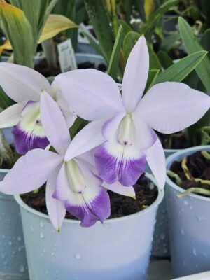 Lc. Mini Purple Coerulea