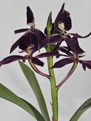 Epicattleya Black Comet