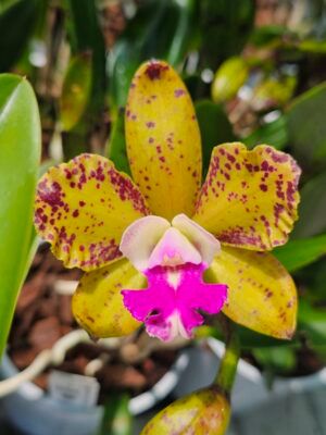 Cattleya Pão de Açúcar