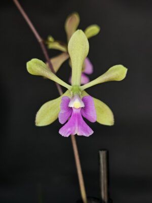 Encyclia diurna
