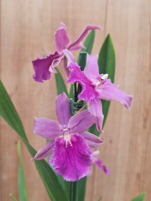 Miltonia Honolulu 'Warne's Best'