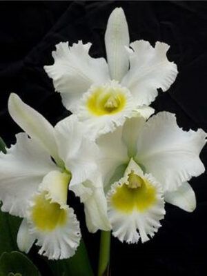 Rlc. Burdekin Wonder 'Lakeland'