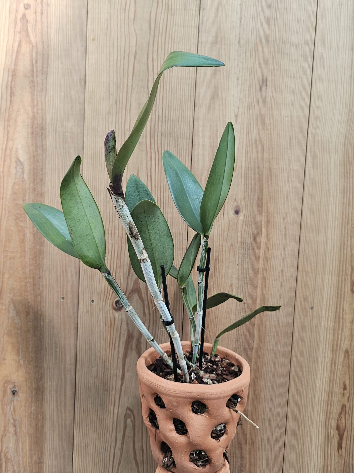 Blc. Pratum Green (Cópia) (Cópia) (Cópia) (Cópia) (Cópia) (Cópia) (Cópia) (Cópia) (Cópia) (Cópia) (Cópia) (Cópia) – Image 2