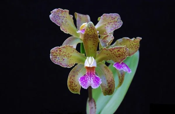Blc. Pratum Green (Cópia) (Cópia) (Cópia) (Cópia) (Cópia) (Cópia) (Cópia) (Cópia) (Cópia) (Cópia) (Cópia) (Cópia)