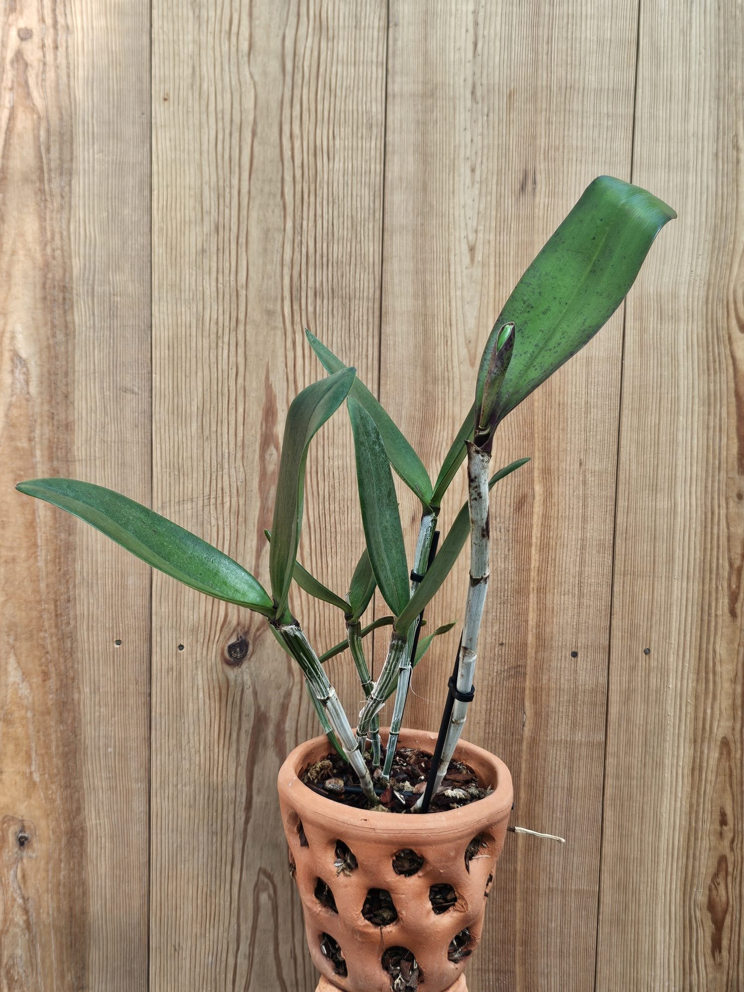 Blc. Pratum Green (Cópia) (Cópia) (Cópia) (Cópia) (Cópia) (Cópia) (Cópia) (Cópia) (Cópia) (Cópia) (Cópia) (Cópia) – Image 3
