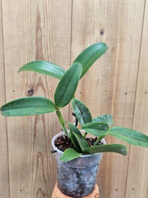 Cattleya tatarown X C. schilleriana