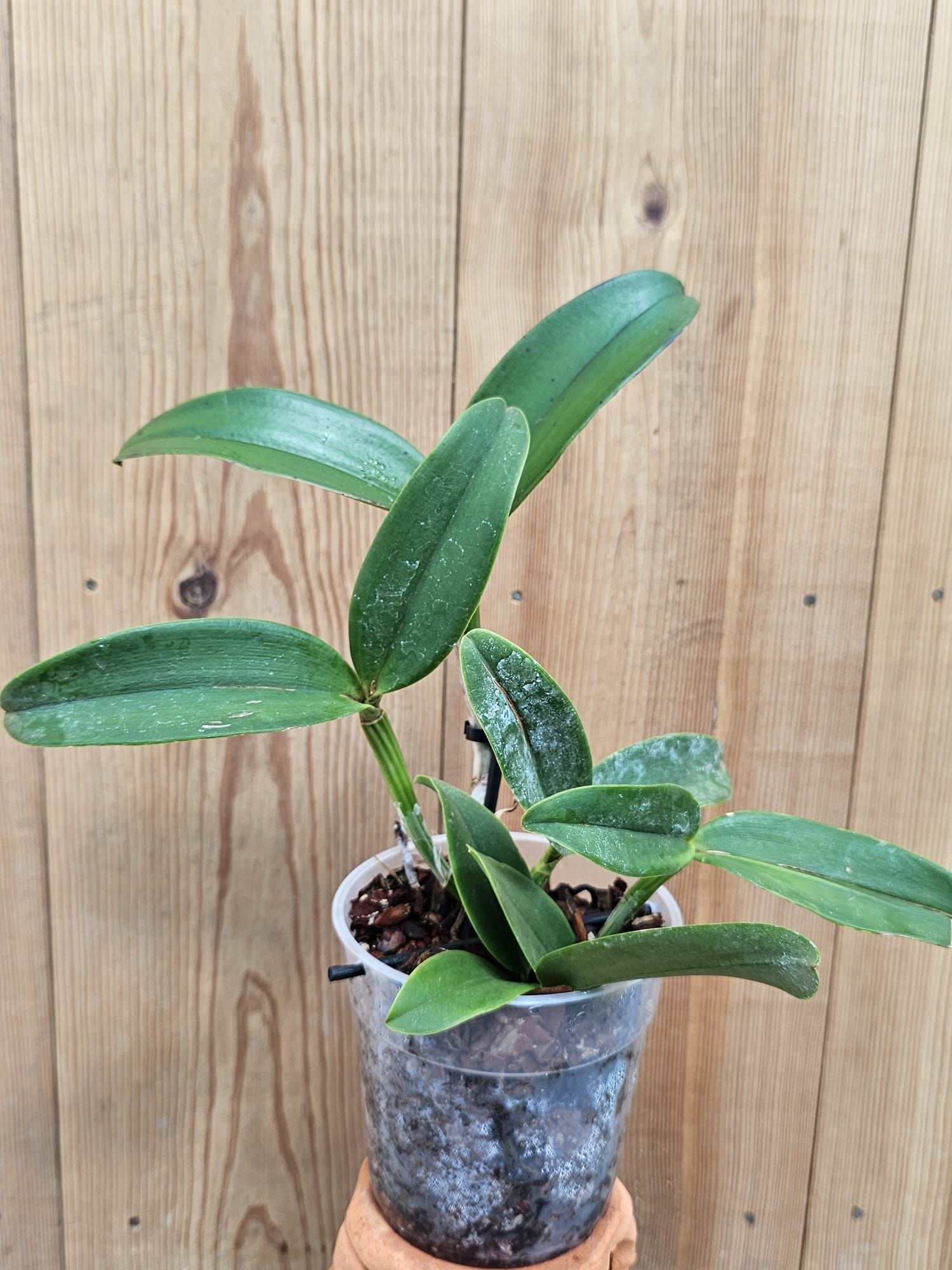 Cattleya tatarown X C. schilleriana 2