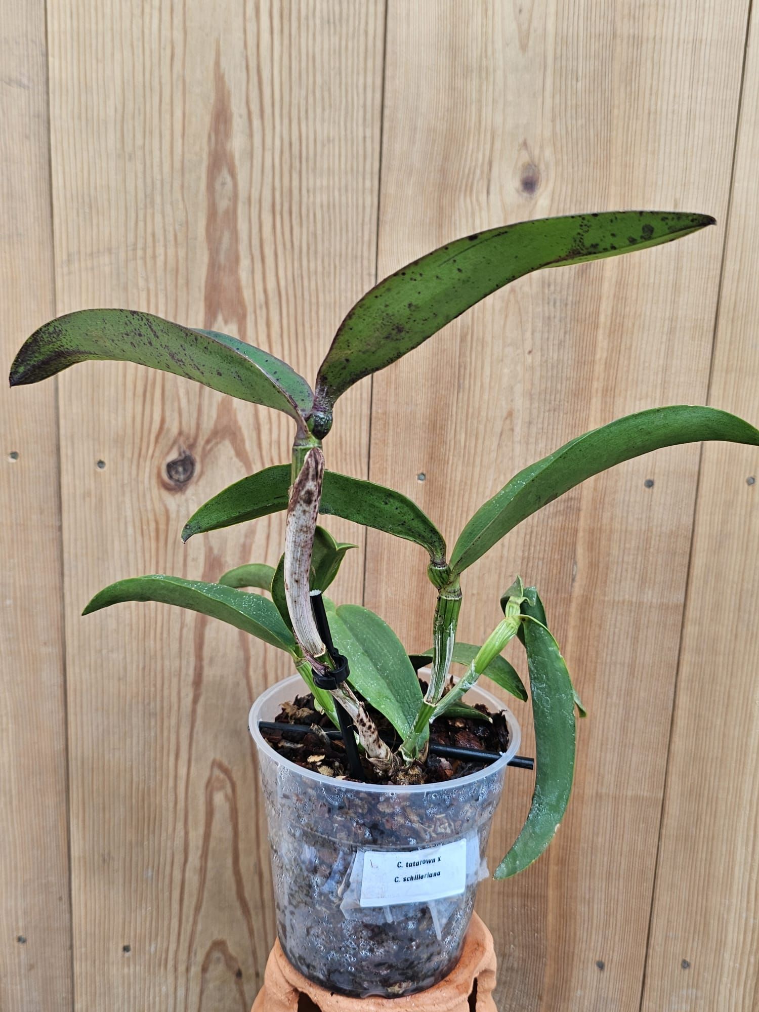Cattleya tatarown X C. schilleriana