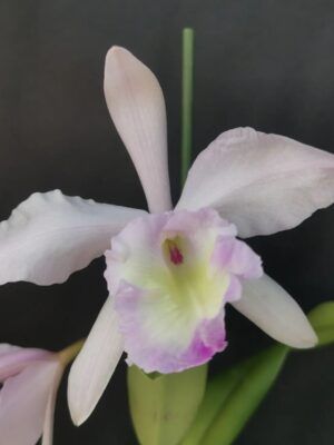 Rlc. Orpheus