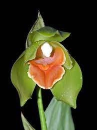 Lycaste hirtzii