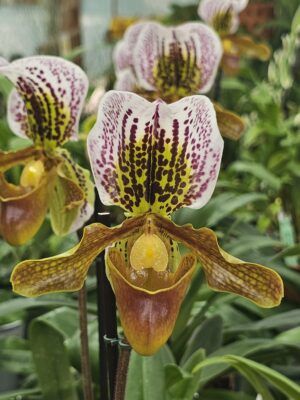 Paphiopedilum USA