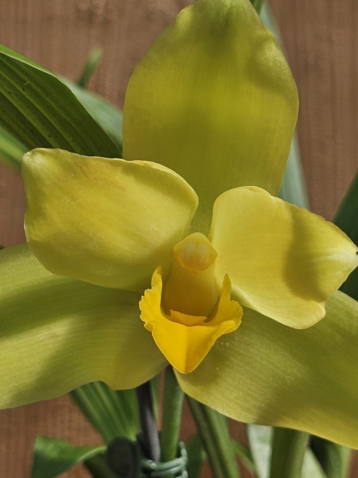 lycaste macrobulbon 1