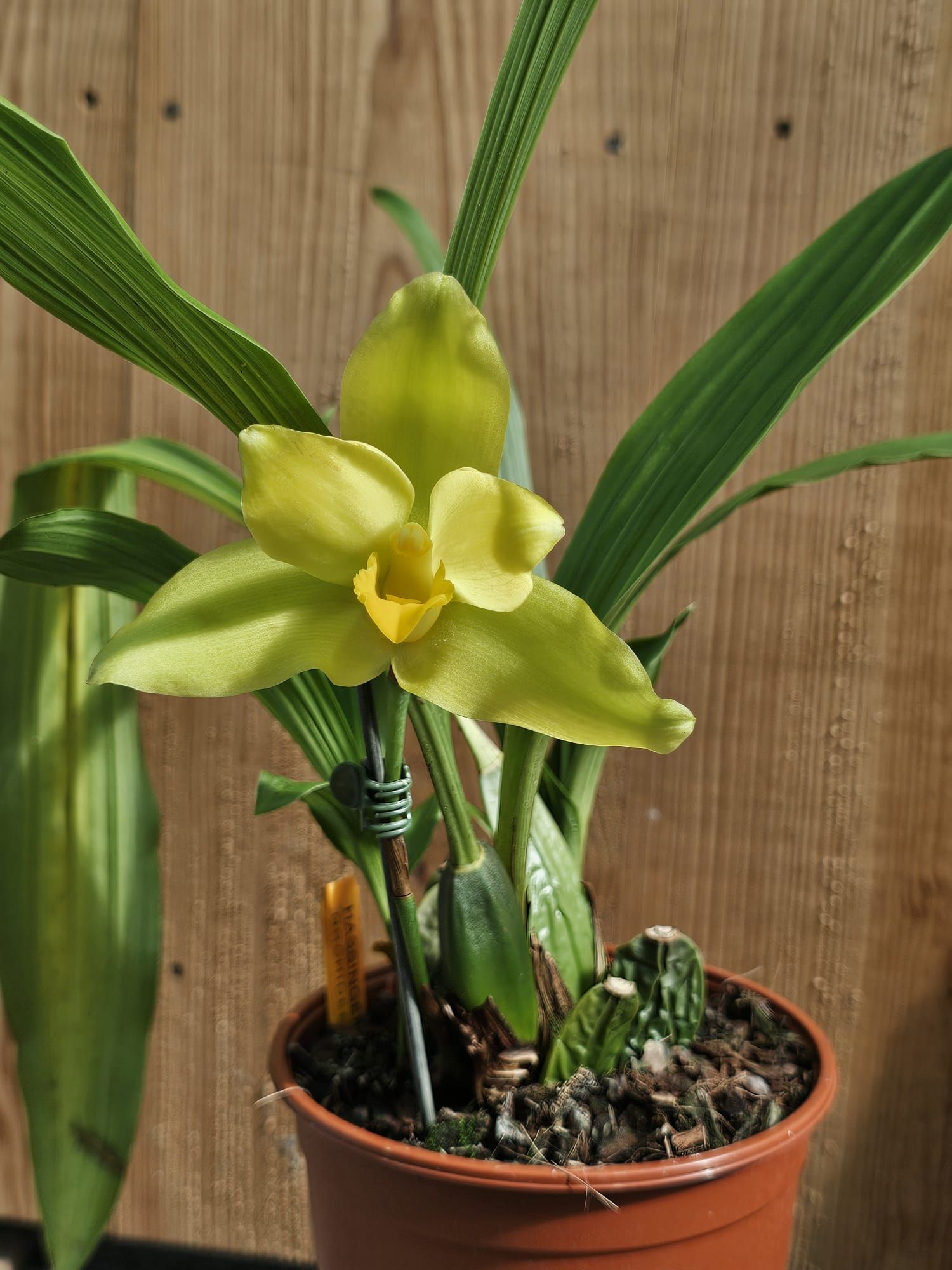 lycaste macrobulbon 2