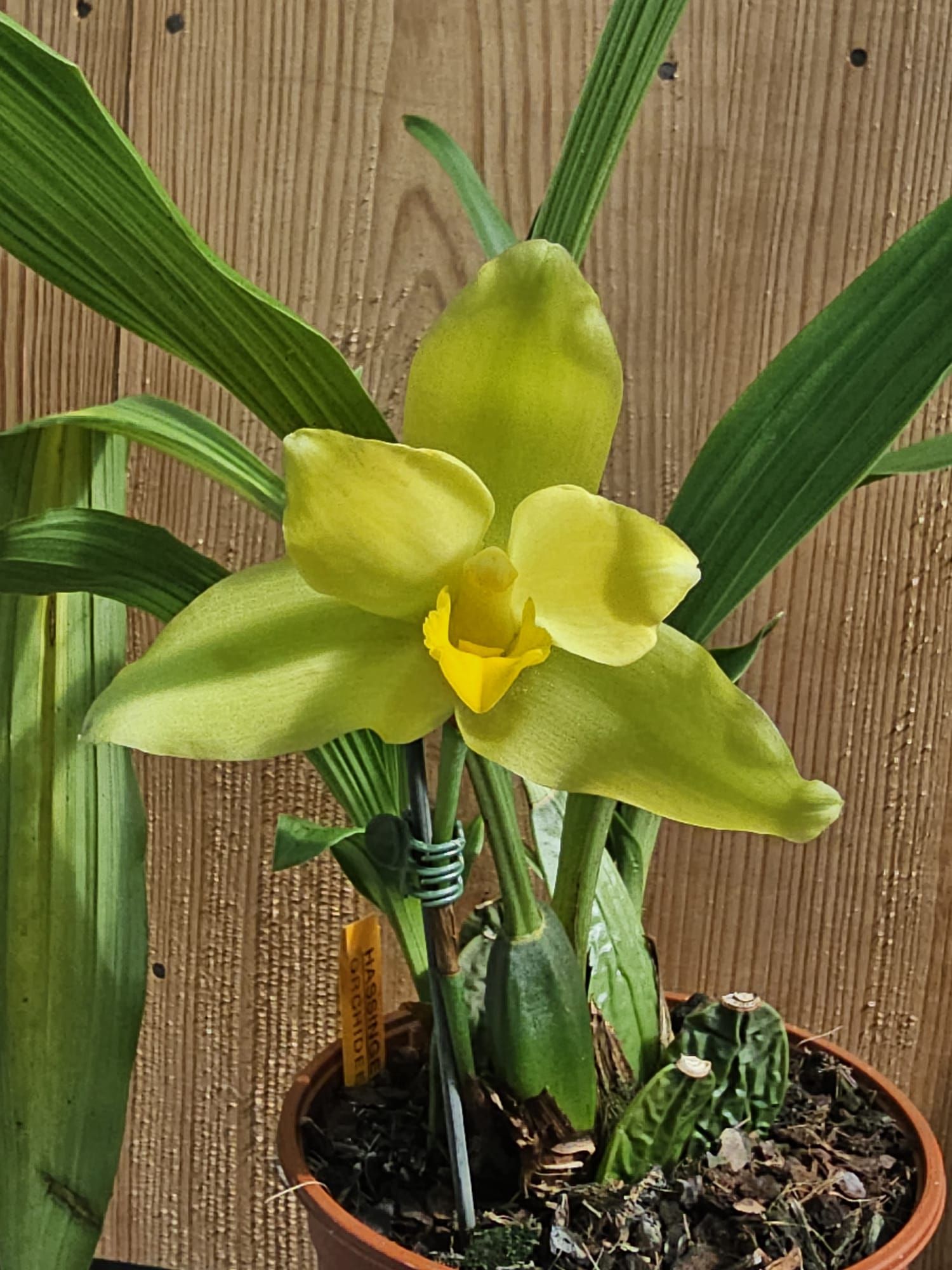 lycaste macrobulbon