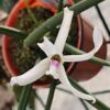 Leptotes bicolor var. majus