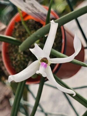 Leptotes bicolor var. majus