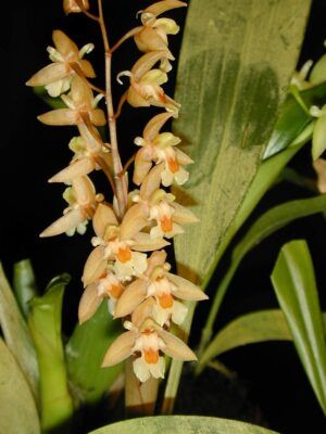 Chelonistele sulphurea