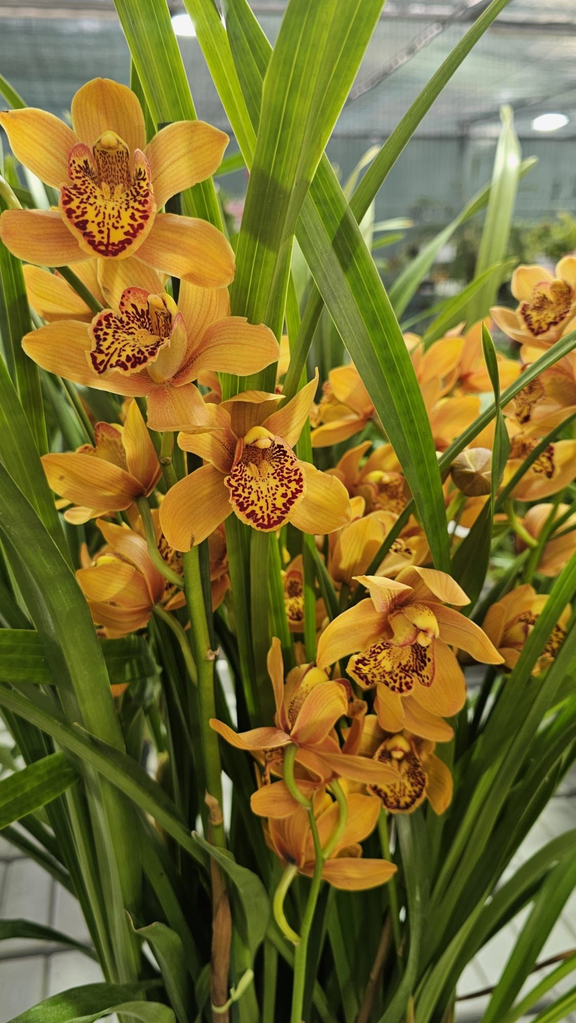 Cymbidium Majolica 1