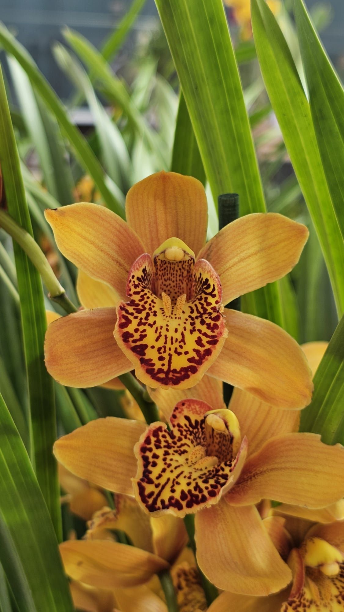Cymbidium Majolica