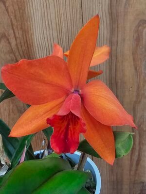 Rct. Young-Ming Gold "exotic Orange"