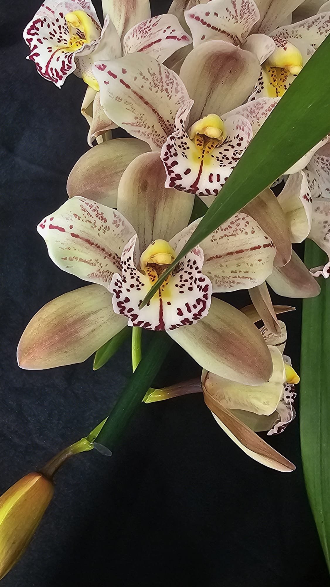 Cymbidium Italy Spot - Image 5