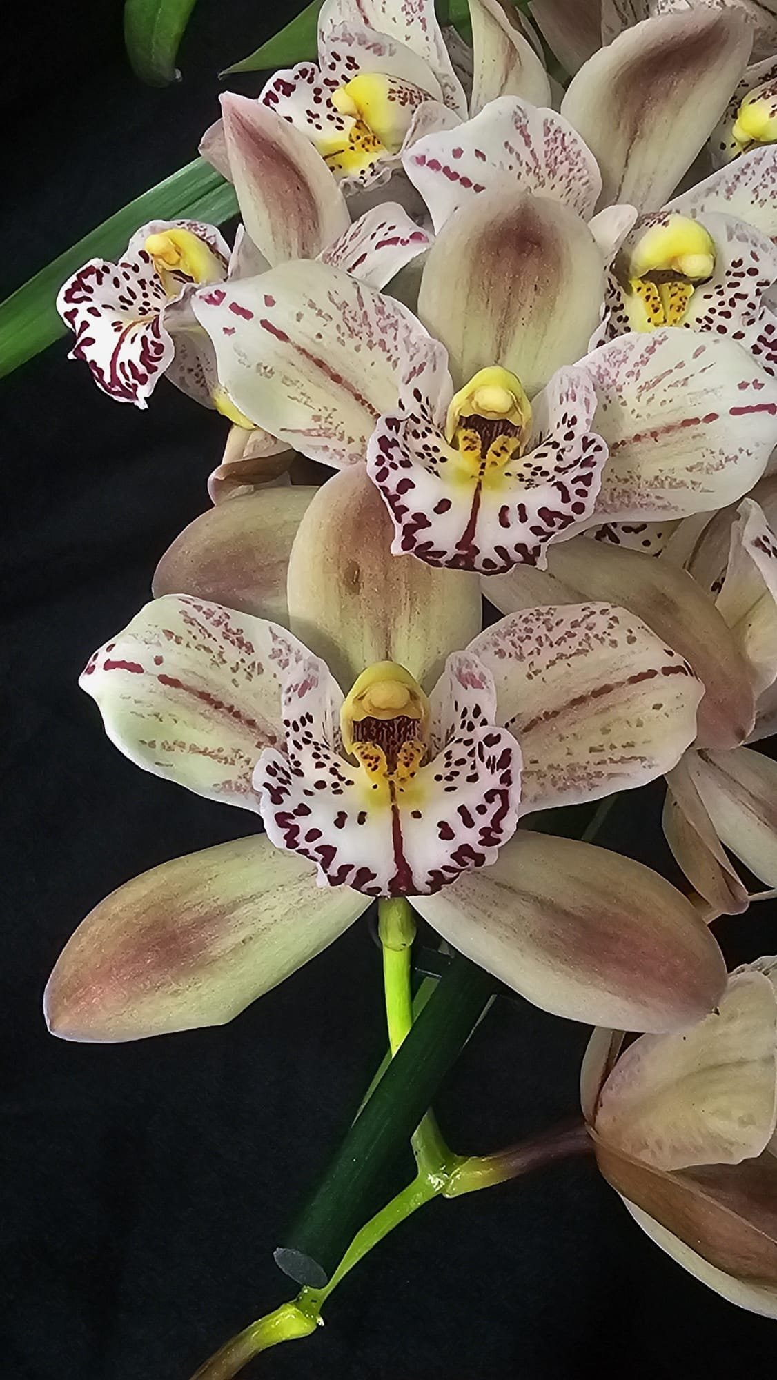 Cymbidium Italy Spot
