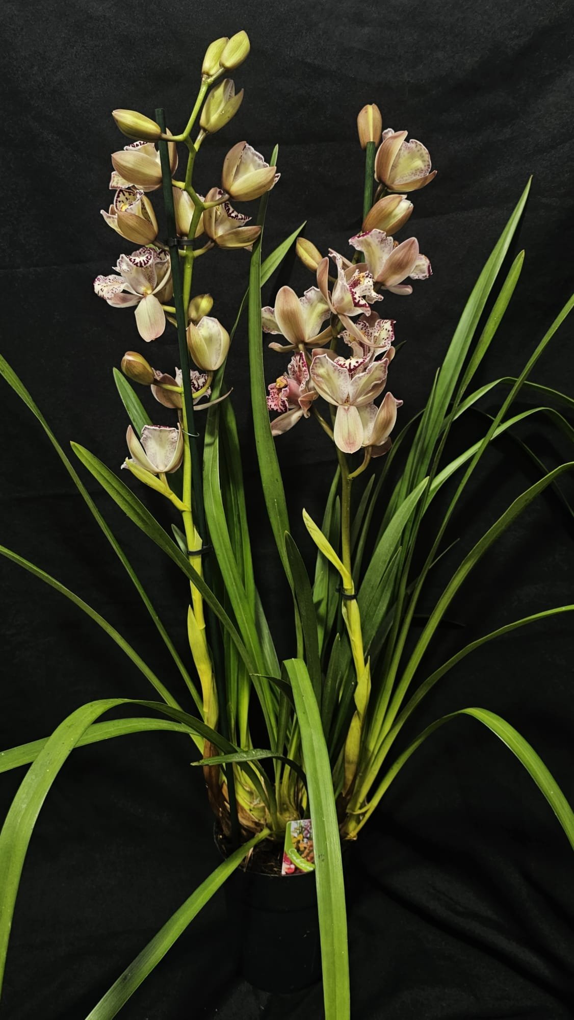 Cymbidium Italy Spot - Image 3