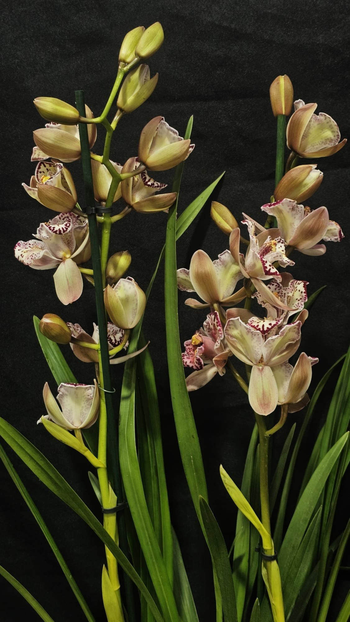 Cymbidium Italy Spot - Image 2