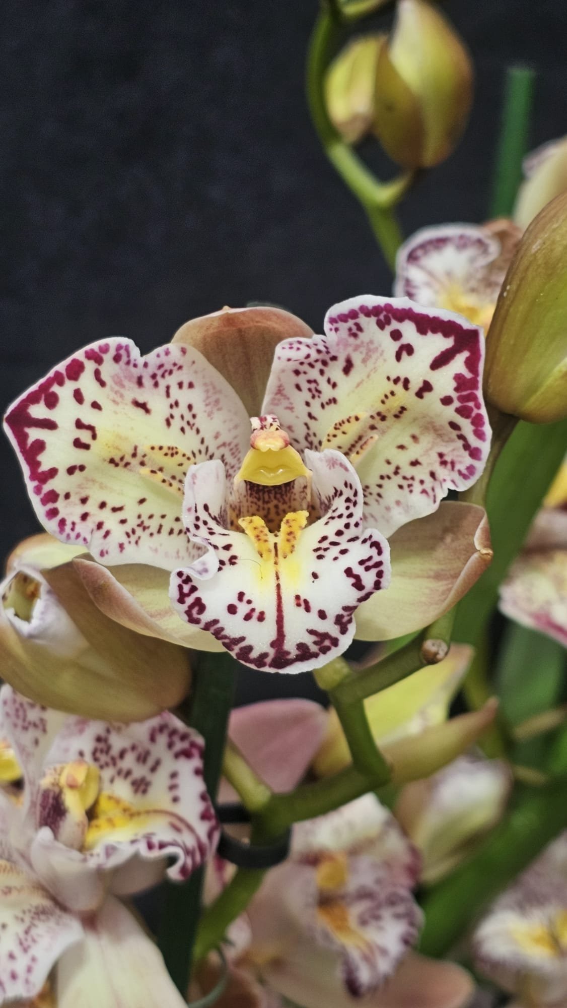 Cymbidium Italy Spot - Image 4