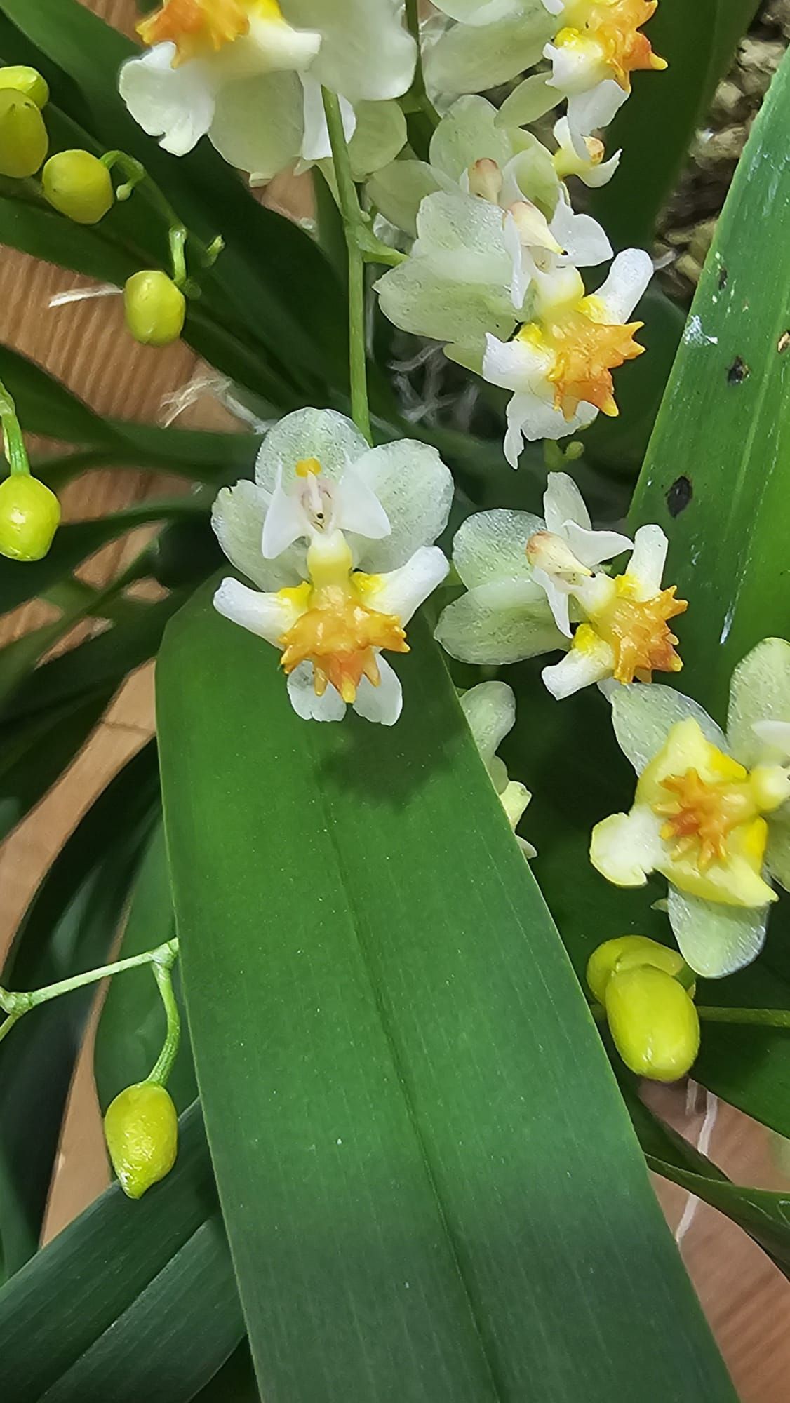 Oncidium Tiny Twinkle ‘Jasmim’ 1