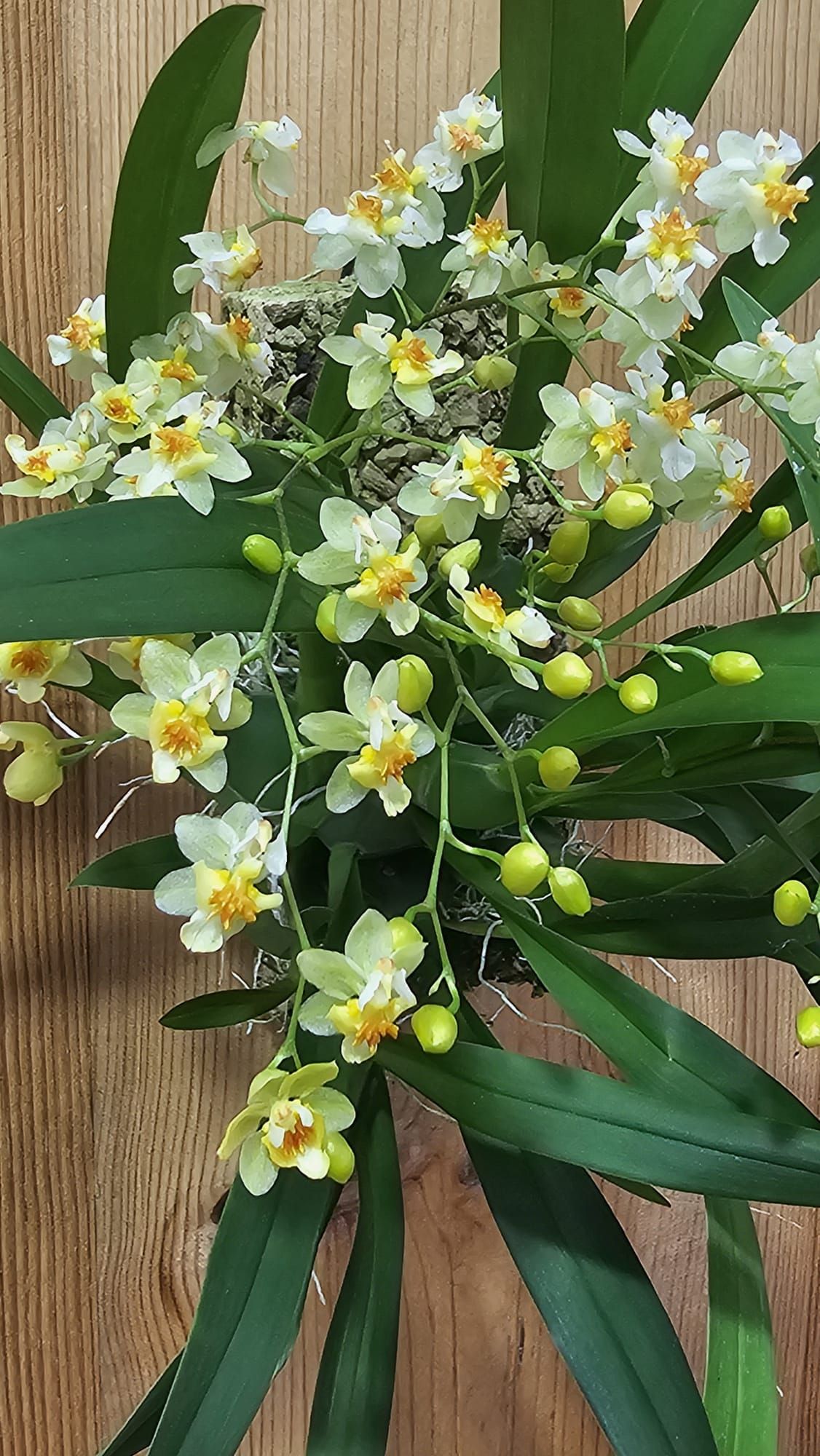 Oncidium Tiny Twinkle ‘Jasmim’ 2