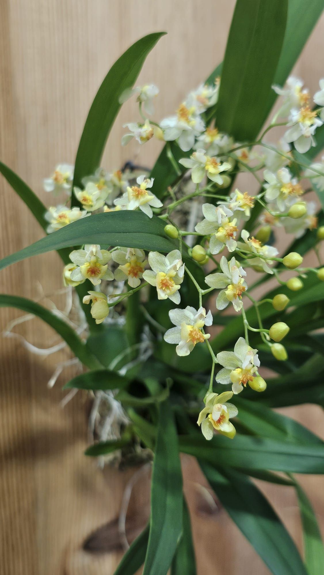 Oncidium Tiny Twinkle ‘Jasmim’