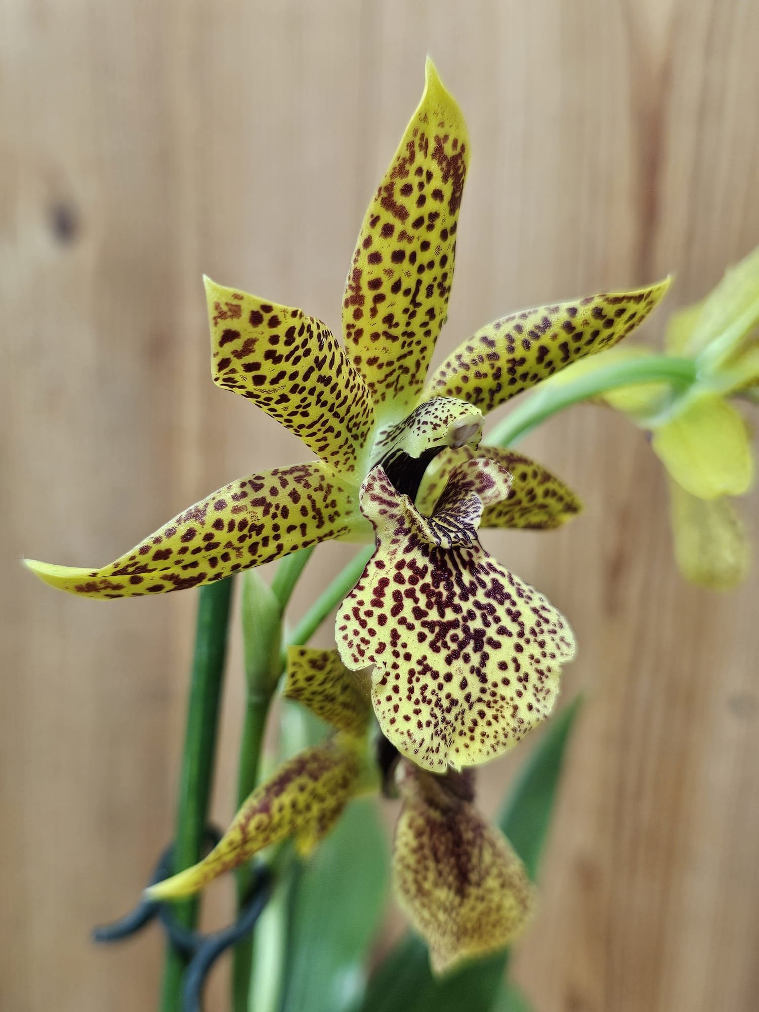 Propetalum Kiwi Leopard - Image 2
