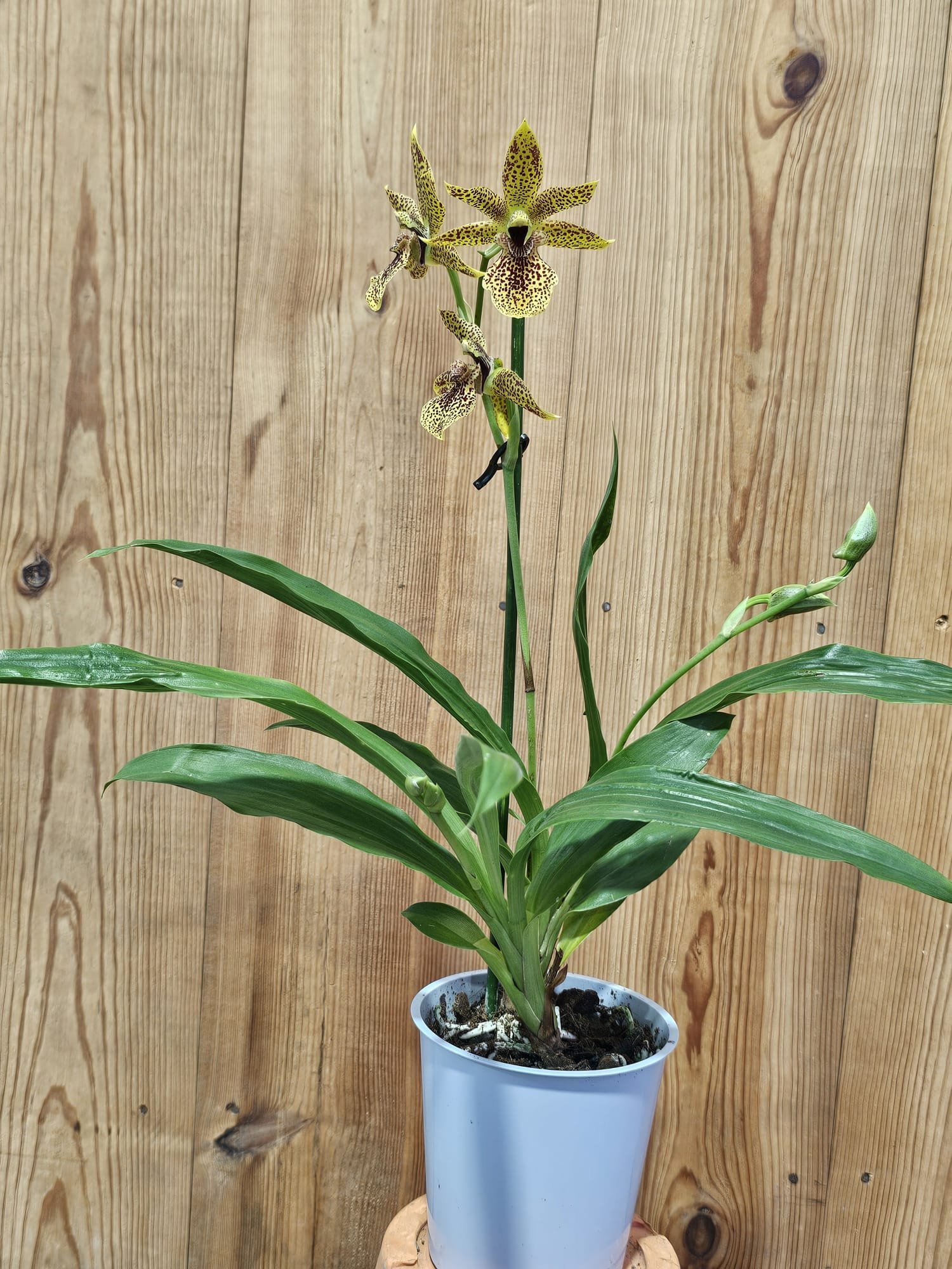 Propetalum Kiwi Leopard - Image 4