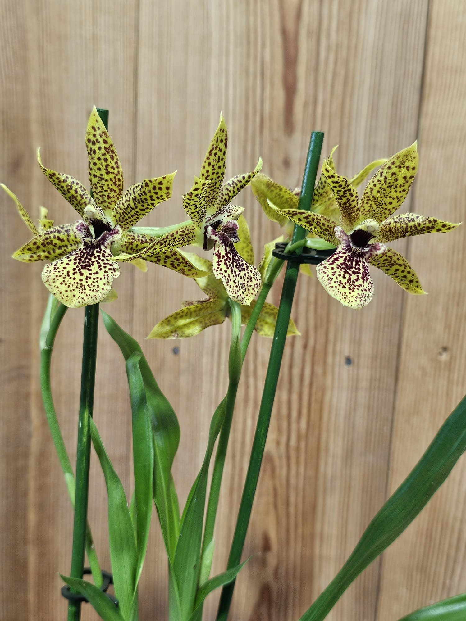 Propetalum Kiwi Leopard - Image 3