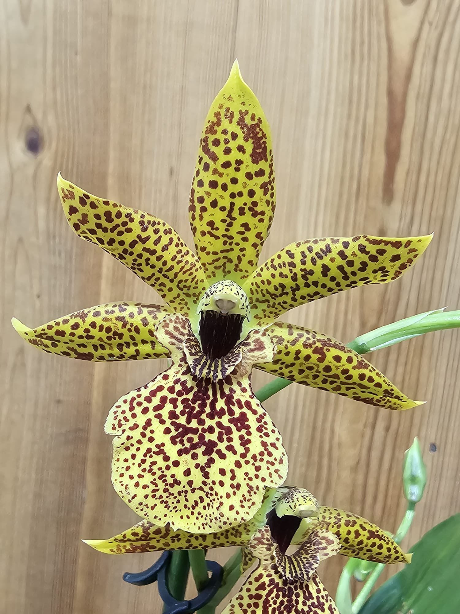 Propetalum Kiwi Leopard