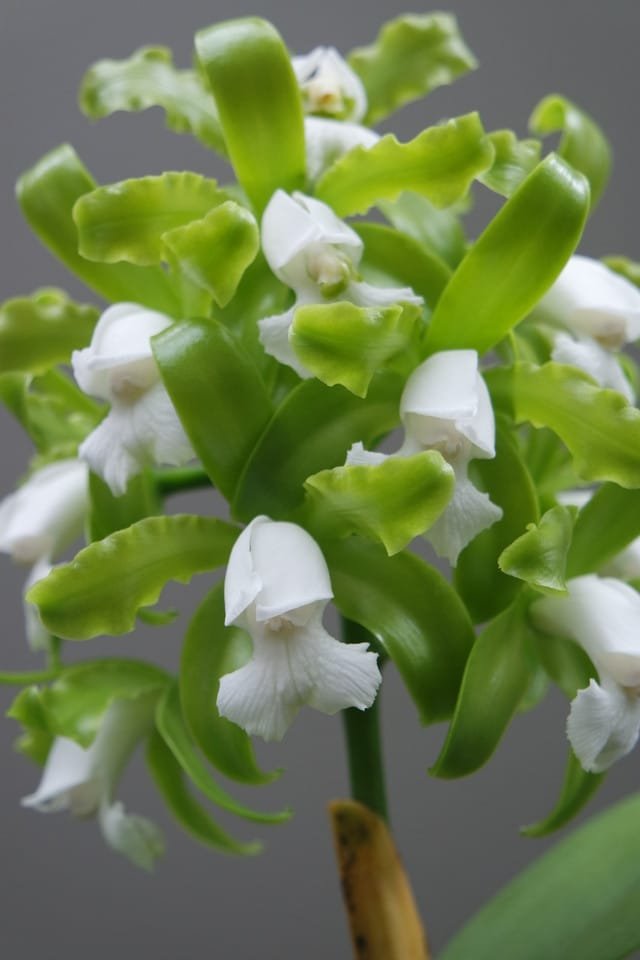 Cattleya leopoldii var. Alba - Imagen 2