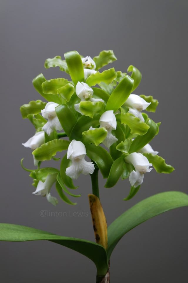 Cattleya leopoldii var. Alba