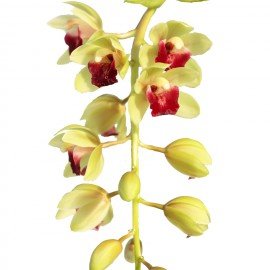 Cymbidium Jaina