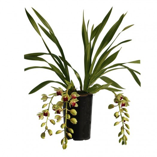 Cymbidium Jaina - Image 2